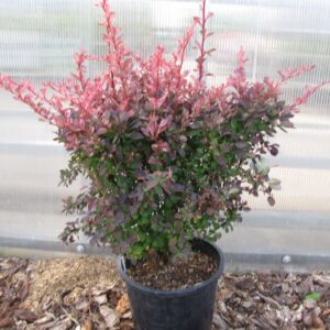 Rose Glow Japanese Barberry