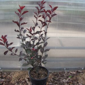 Purple Leaf Sandcherry