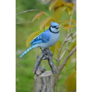 Blue Jay on Branch