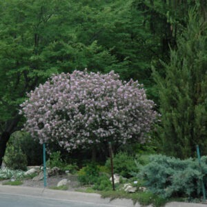 Dwarf Korean Lilac Top Grafted