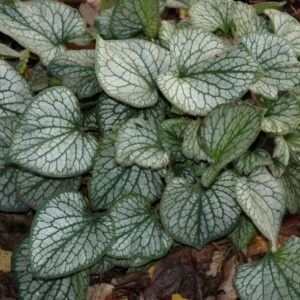 Brunnera Jack Frost Bugloss