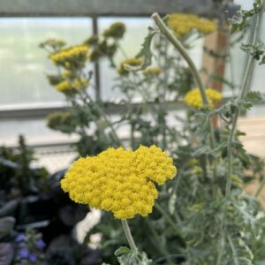 Achillea Yarrow Moonshine