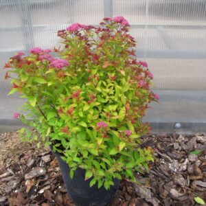 Magic Carpet Spirea