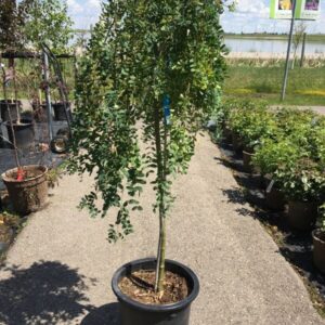 Weeping Caragana Topgraft