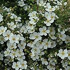 Abbotswood Potentilla