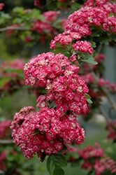 Toba Hawthorn