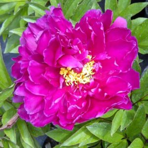 Peony Karl Rosenfeld