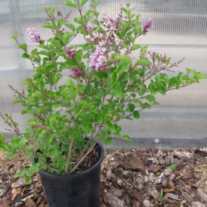 Dwarf Korean Lilac