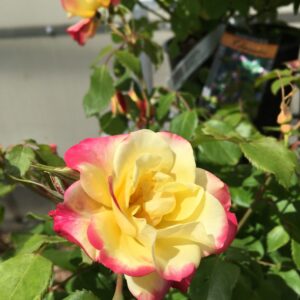 Campfire Rose (Pink/Yellow/White)