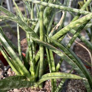 Sansevieria Fernwood Mikado 6 Inch