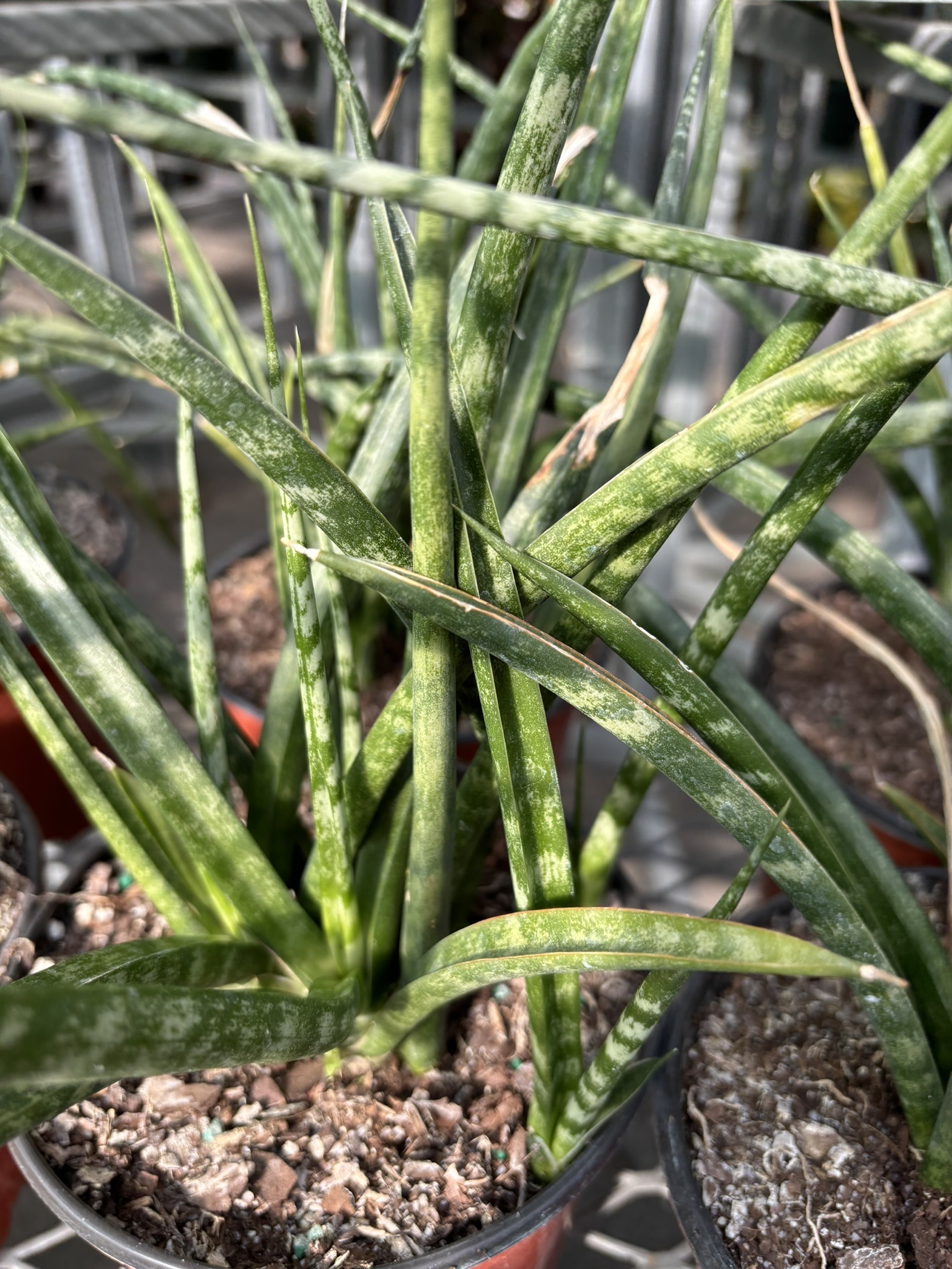 Sansevieria Fernwood Mikado