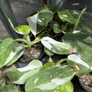 Philodendron White Princess 4 Inch