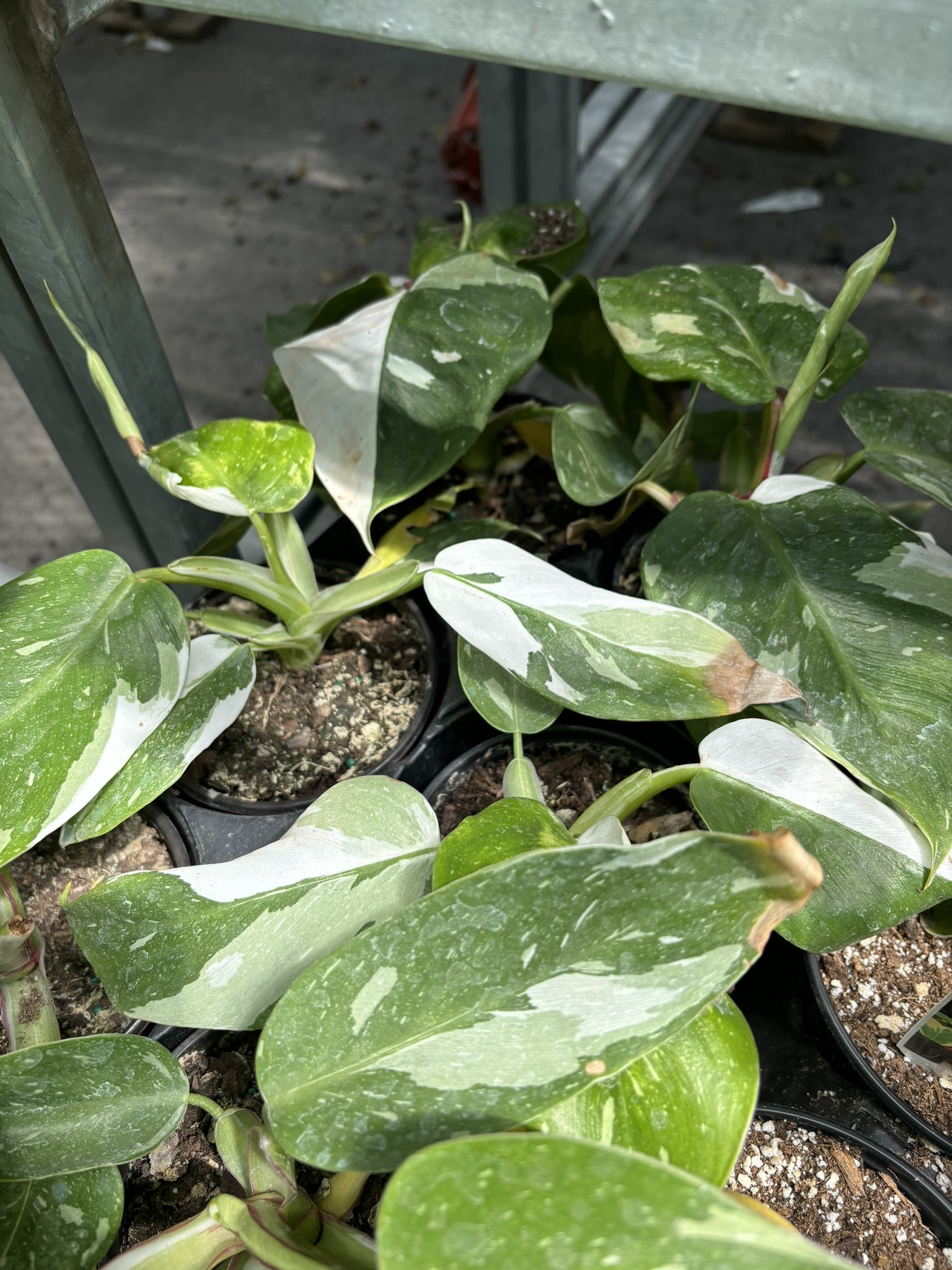 Philodendron White Princess