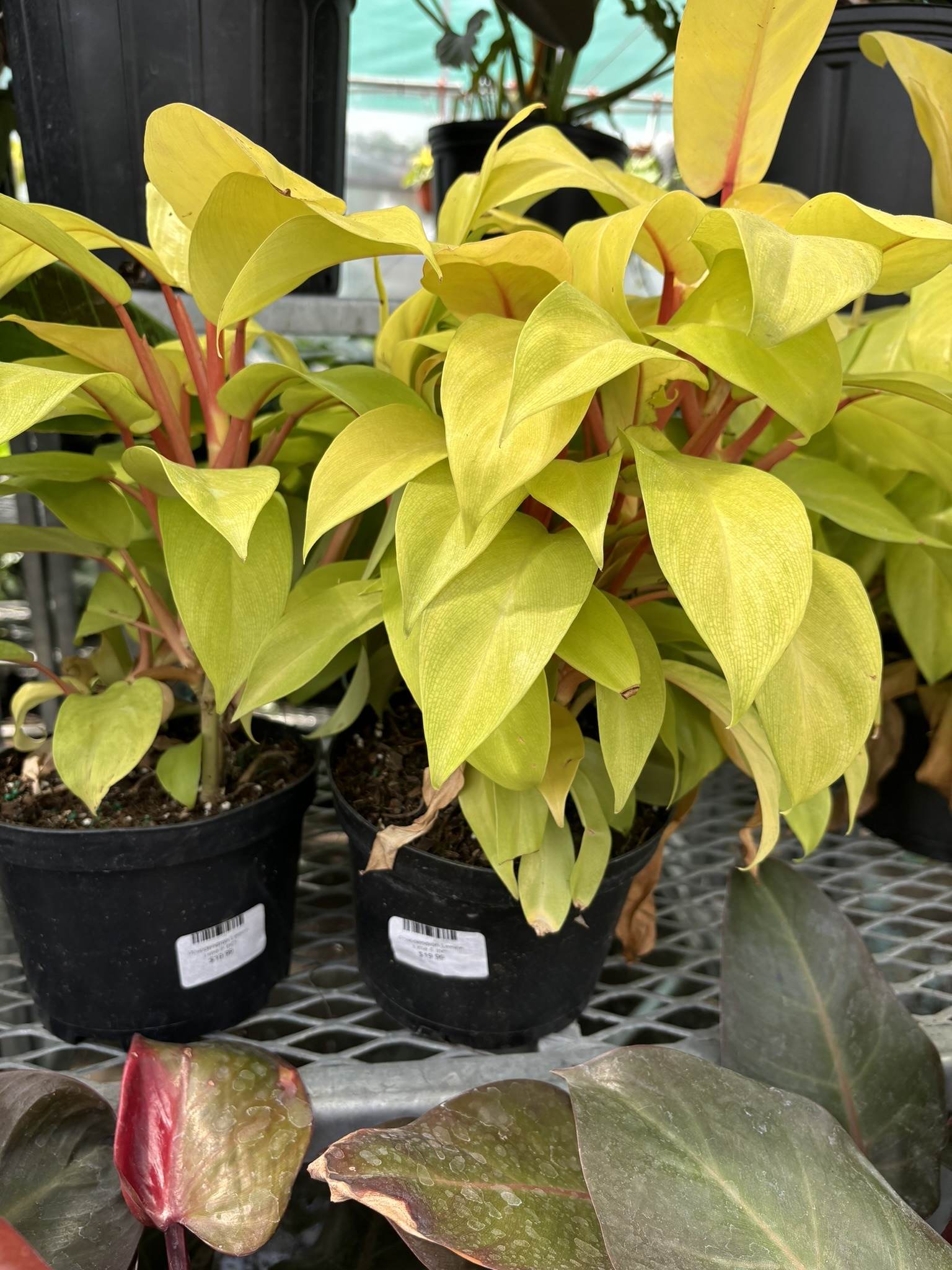 Philodendron Lemon Lime