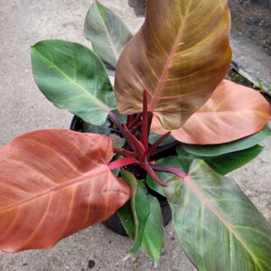 Philodendron Mccolley's Finale 6 Inch