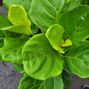 Ficus Lyrata 10 Inch