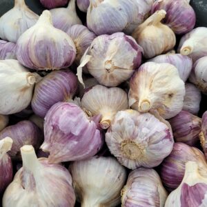 Garlic Bulb Red Russian