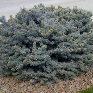 Globe Blue Spruce