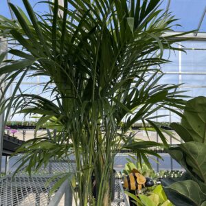 Palm Cataractarum 10 Inch