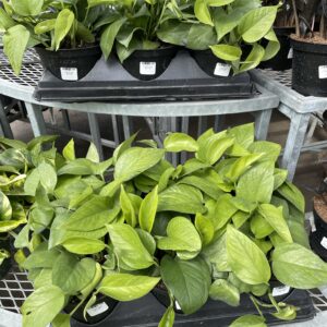 Pothos Jade 6 Inch