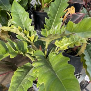 Philodendron Narrow Scape 10 Inch