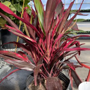 Cordyline Red Sister 10 Inch