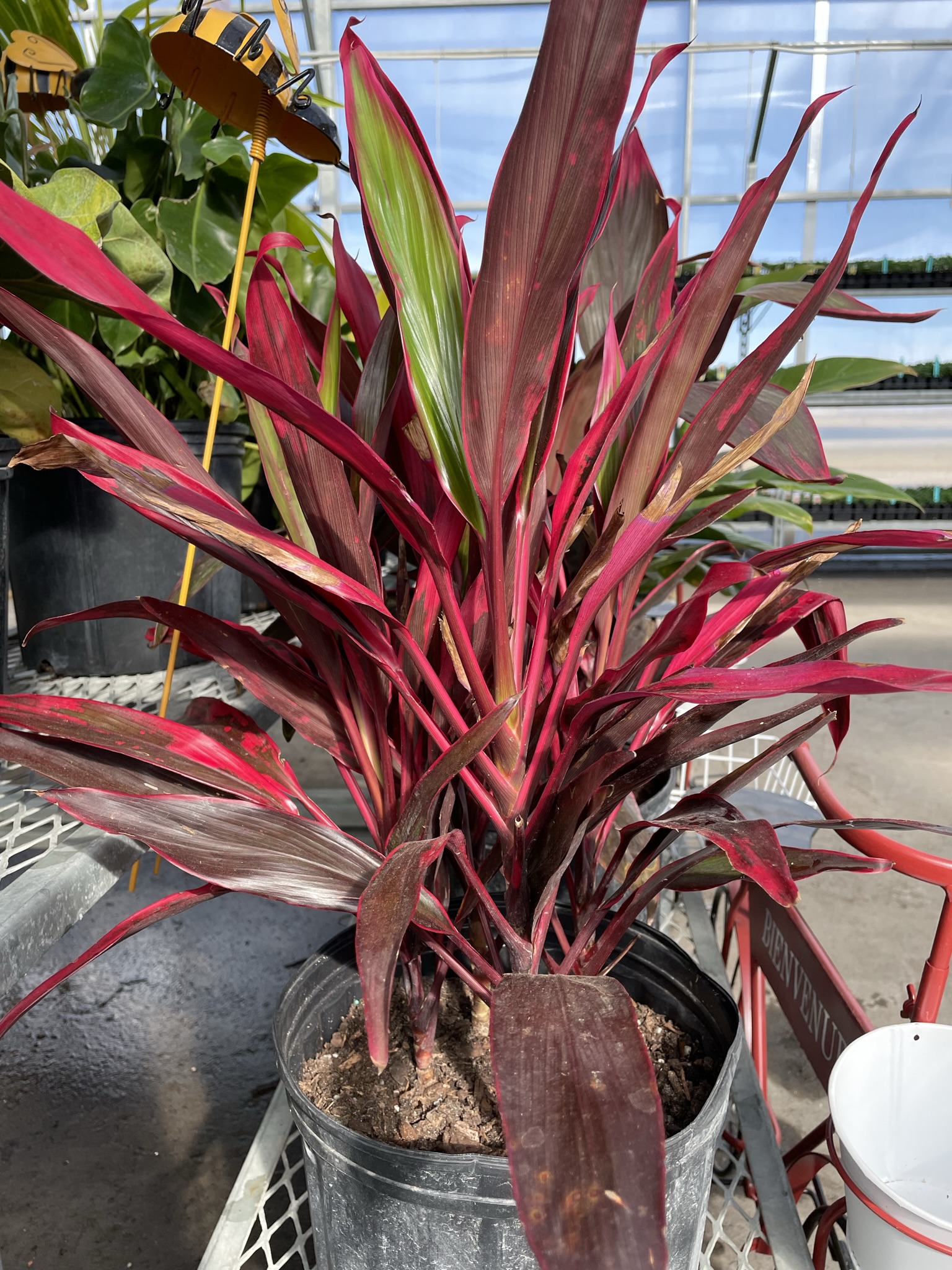 Cordyline Red Sister 10 Inch