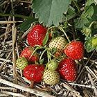 Strawberry Everbearing