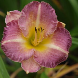 Hemerocallis Entrapment Daylily