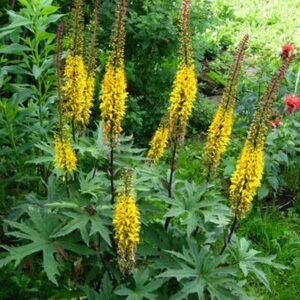 Ligularia Przewalskii