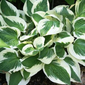 Hosta Patriot