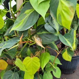 Philodendron Brasil 6 Inch