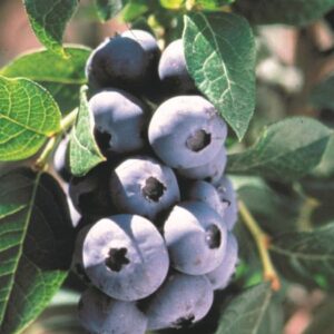 Northblue Blueberry