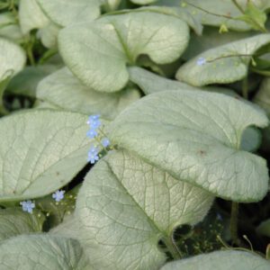 Brunnera Looking Glass