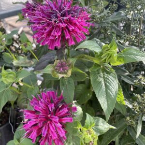 Monarda Marshall's Delight