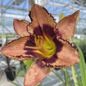 Daring Deception Daylily