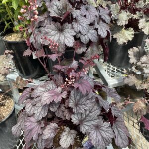 Heuchera Shanghai