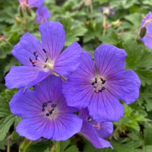 Geranium Johnson's Blue