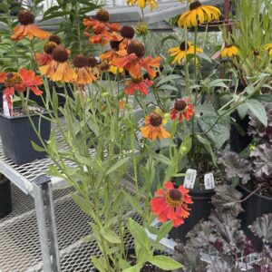 Helenium Moerheim Beauty