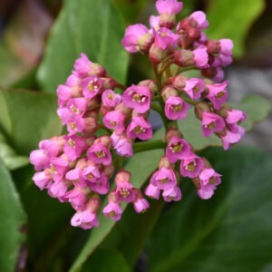 Bergenia Winter Glow