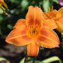 Hemerocallis Rocket City Daylily