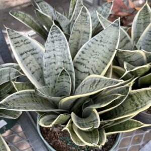 Sansevieria Night Owl 6 Inch