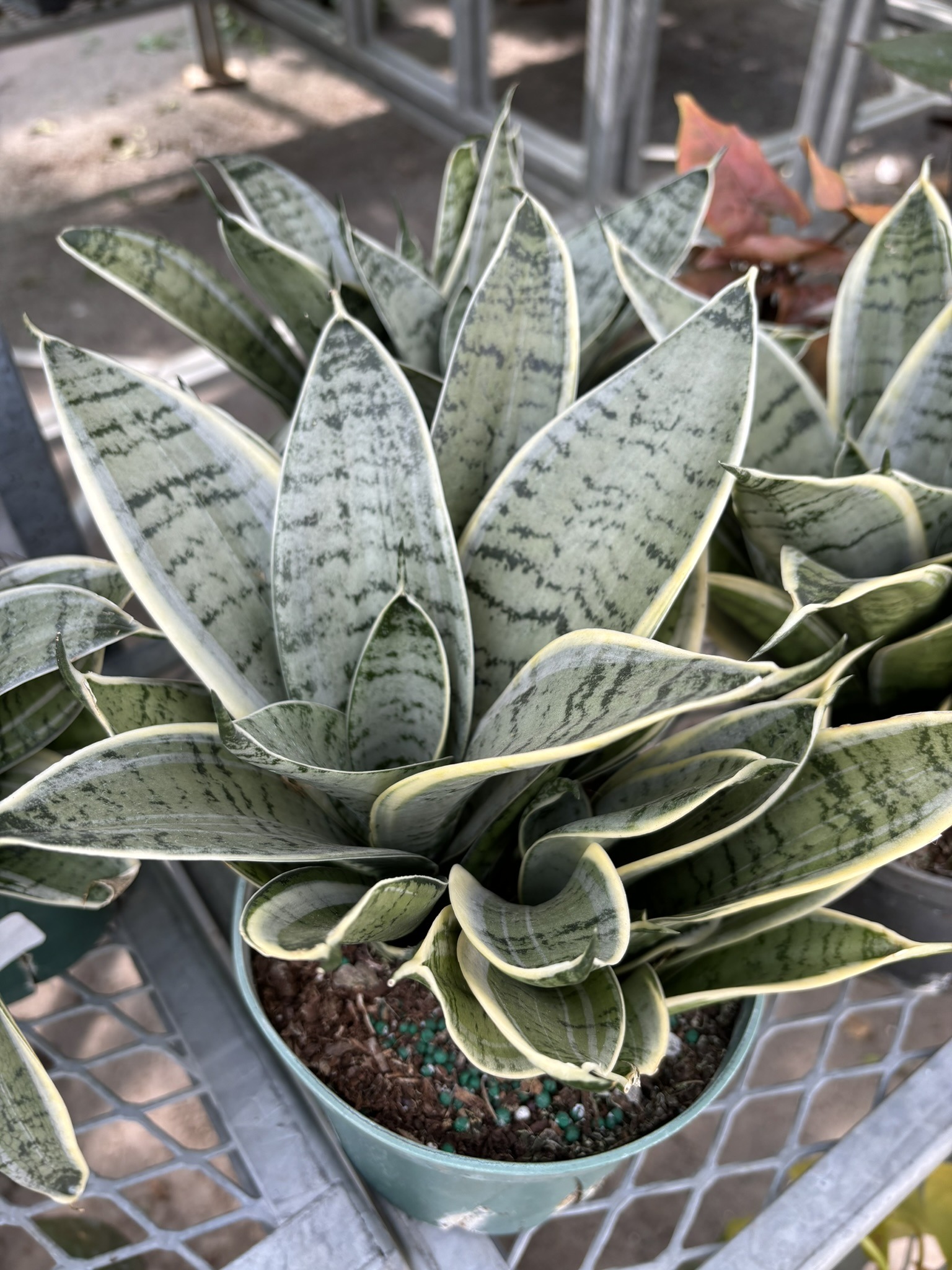 Sansevieria Night Owl