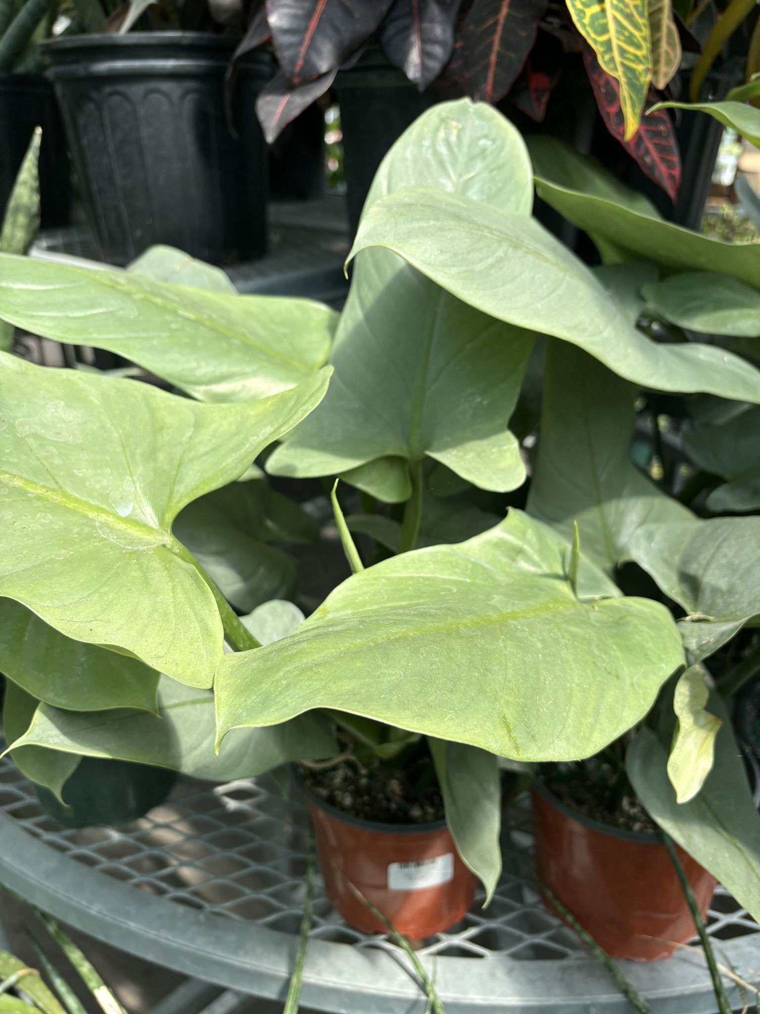 Philodendron Silver Sword