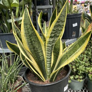 Sansevieria  Superba 6 Inch