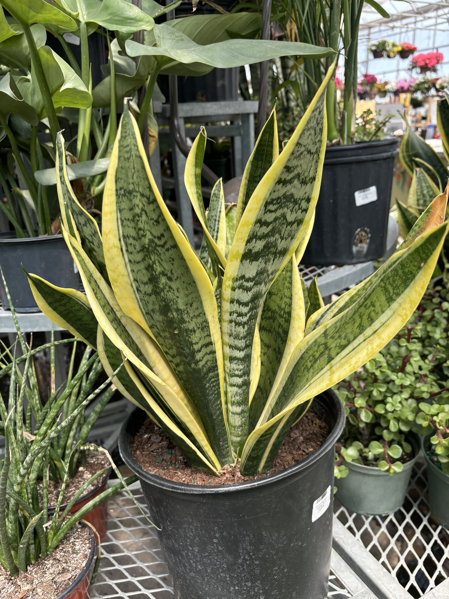 Sansevieria Superba