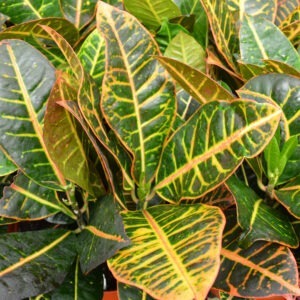 Croton Petra 10 Inch