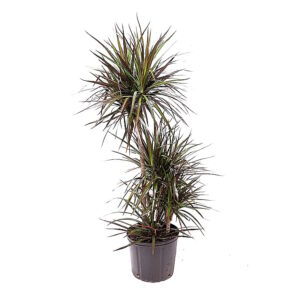 Dracaena magenta Staggered Cane