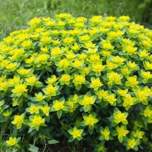 Euphorbia Cushion Spurge