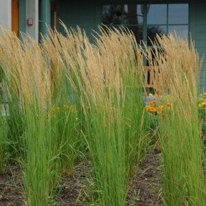 Calamagrostis Karl Foerster Feather Reed Grass